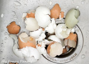 egg shells